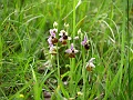 36_Ophrys bourdon_1